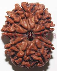 9 mukhi 27935 25mm
